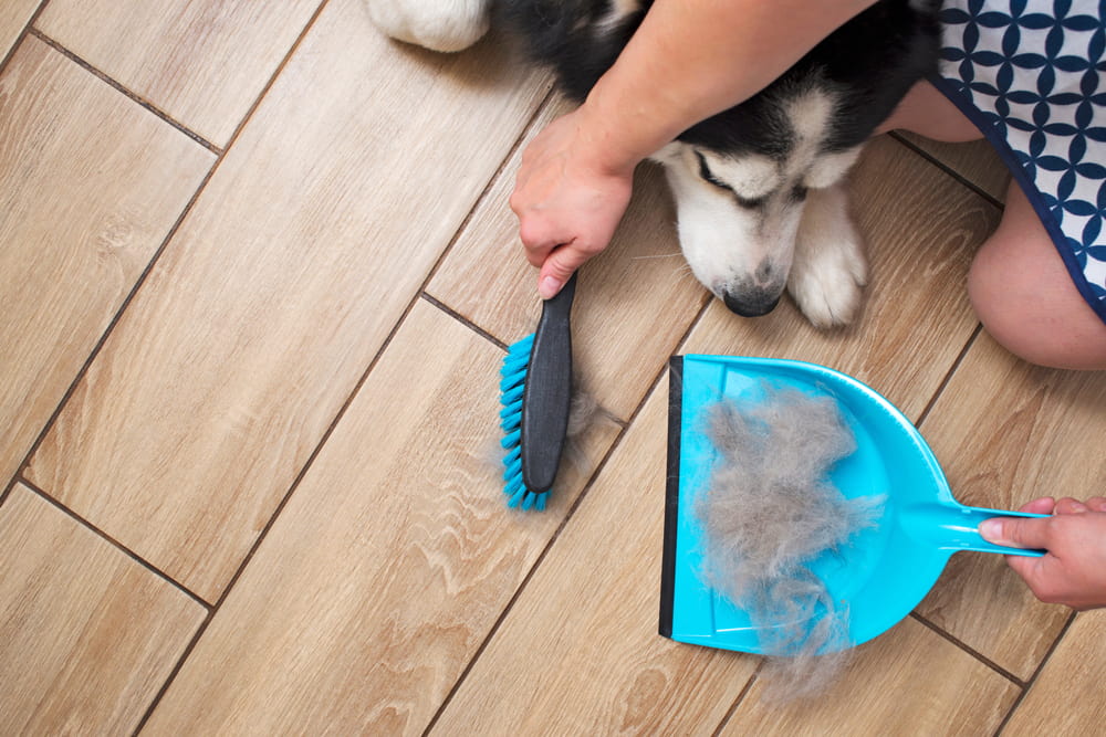 Your Guide to a Clean Pet-Friendly Home