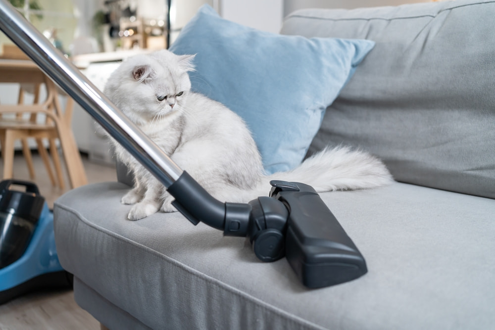 How do I keep my house clean with pets?