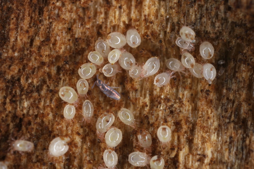 Where do these allergens build up the most